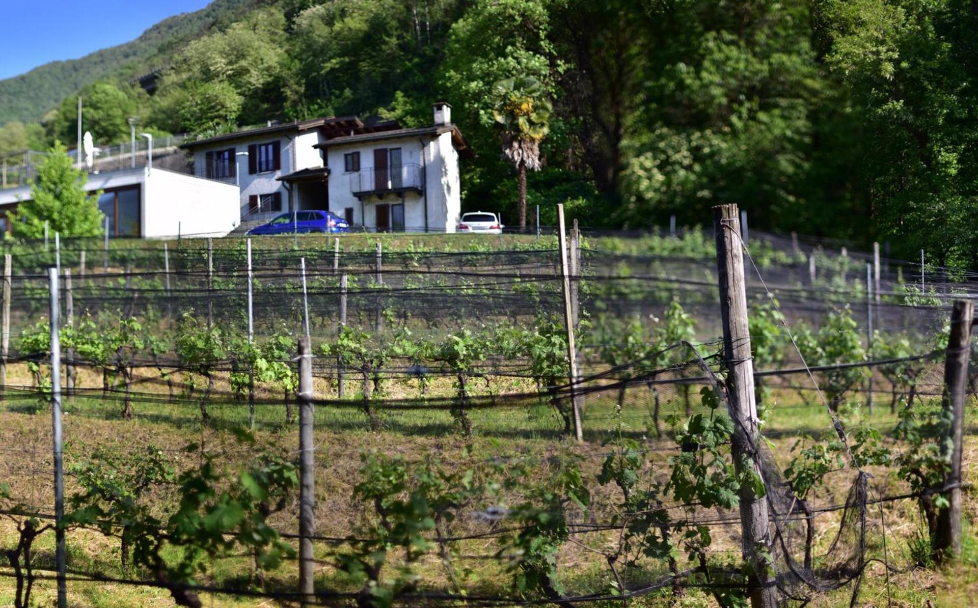 Viva Bacco Bed & Breakfast Gambarogno Exterior photo
