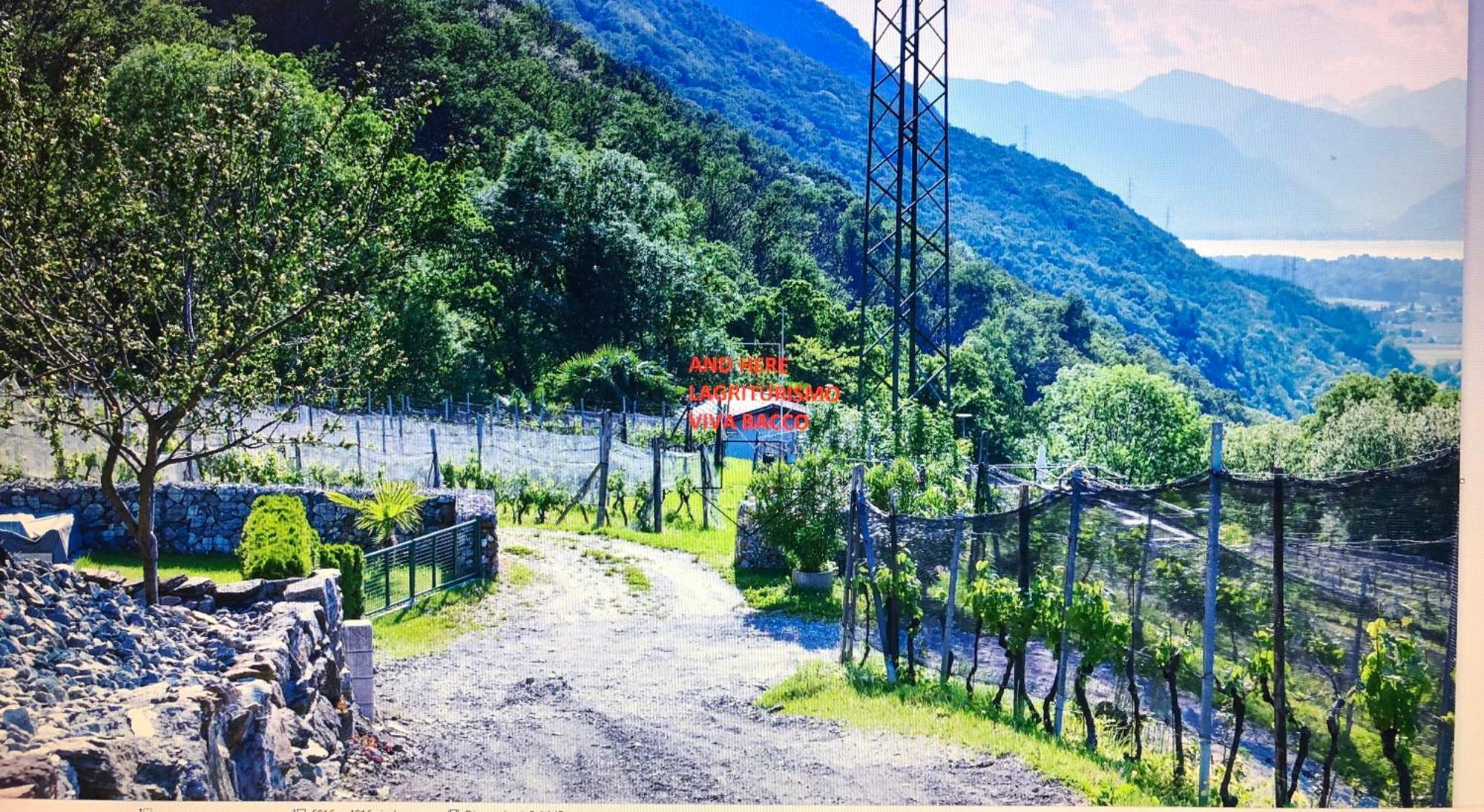 Viva Bacco Bed & Breakfast Gambarogno Exterior photo