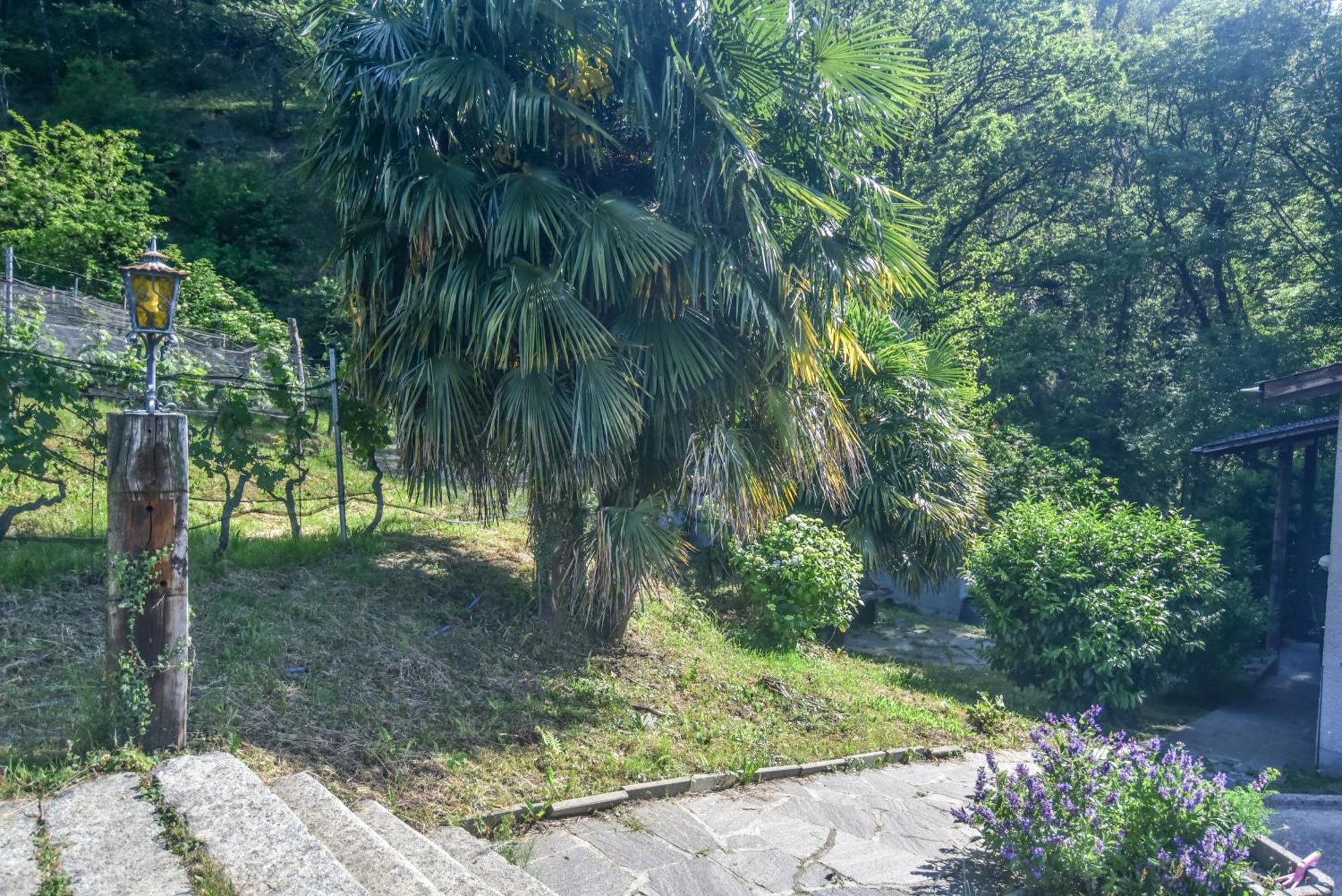 Viva Bacco Bed & Breakfast Gambarogno Exterior photo