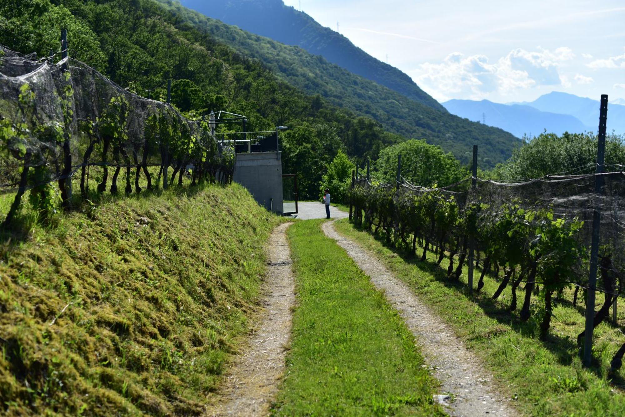 Viva Bacco Bed & Breakfast Gambarogno Exterior photo
